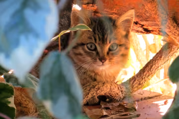 кошеня, pxhere