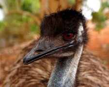 Экзотическая птица испортила влюбленным интимный момент
