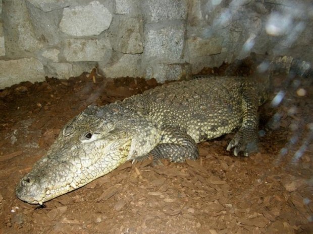Екологи зняли, як полюють на крокодилів (відео)