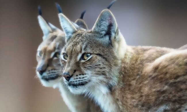 Голос, який ви ніколи не почуєте: DJ зміксував звуки тварин