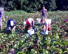 Лавочку прикроют: Польша меняет законы для заробитчан