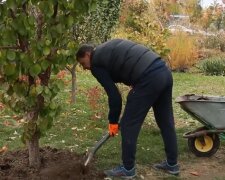 Окапывание деревьев. Фото: скрин