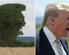 Дерево напророкувало Трампу президентство