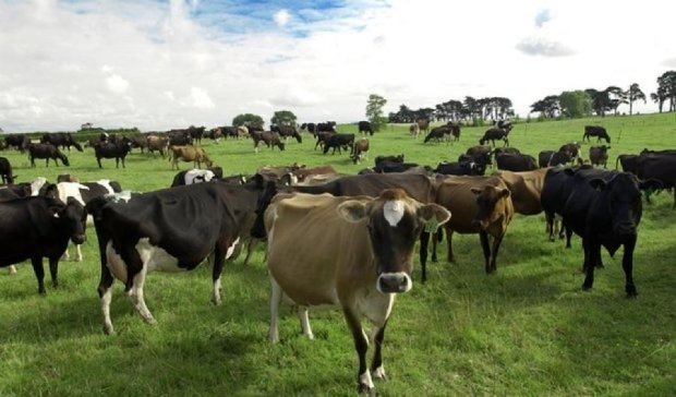 У новозеландского фермера украли 500 коров