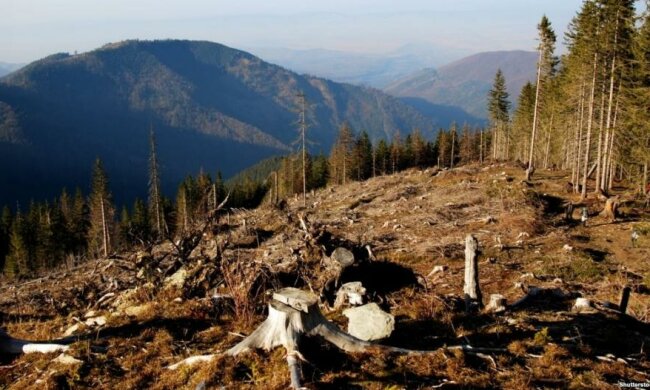 Гройсман рассказал, что будет с украинским лесами