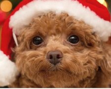 З Новим роком, дорогі читачі!