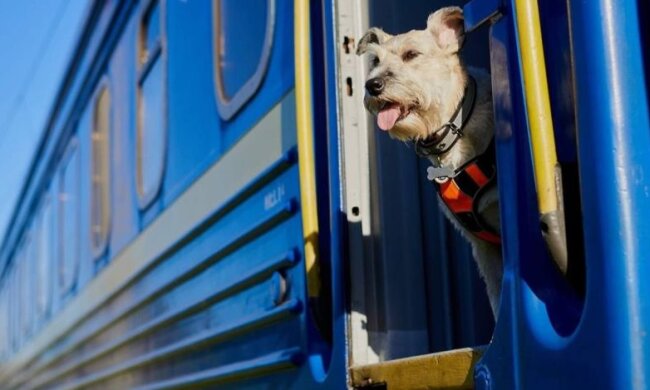 Животные в поезде