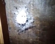 Дезінсектор зняв фільм жахів для арахнофобів