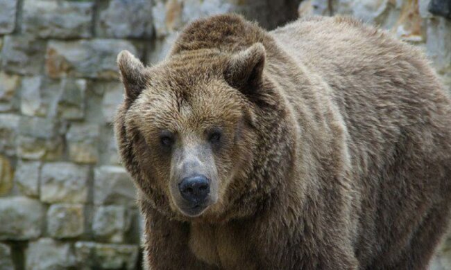 У Росії ведмідь вбив чоловіка