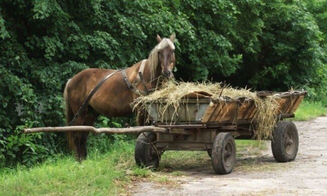 Хлопець вкрав коней на 80 тисяч гривень
