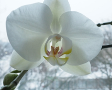 Орхідея, кадр з відео