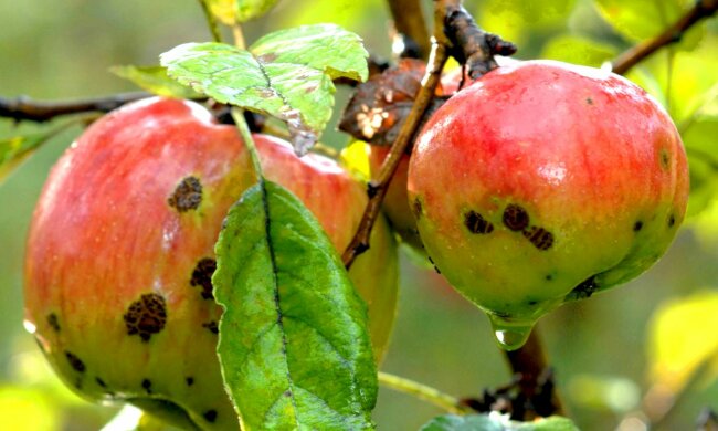 Парша на яблоках, скриншот: YouTube