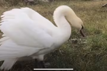 Лебедь, фото: скриншот из видео