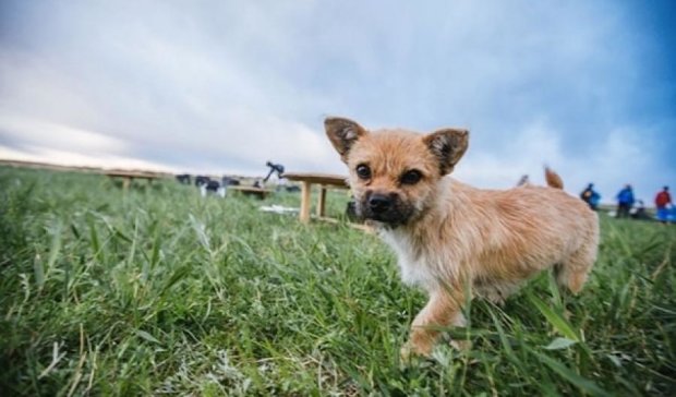 Бездомный щенок преодолел марафонскую дистанцию с будущим хозяином