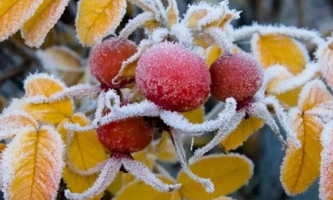 Украинцев опять пугают заморозками