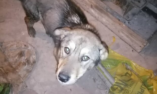 собака замерз в Якутії, фото з Instagram