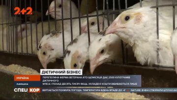 Ветеран АТО откріл бизнес, кадр из репортажа Спецкор на 2+2: YouTube