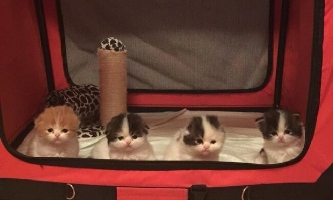 Котики, фото із соцмереж