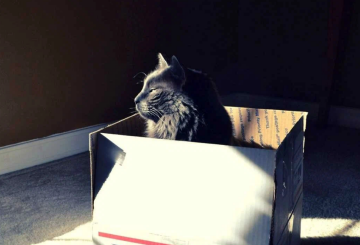 Котик в коробке, фото из соцсетей
