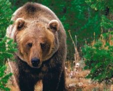 Ведмедя вдалося прогнати однією-єдиною фразою