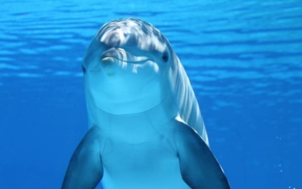 Белки очаровали дельфинов зрелищным шоу: видео