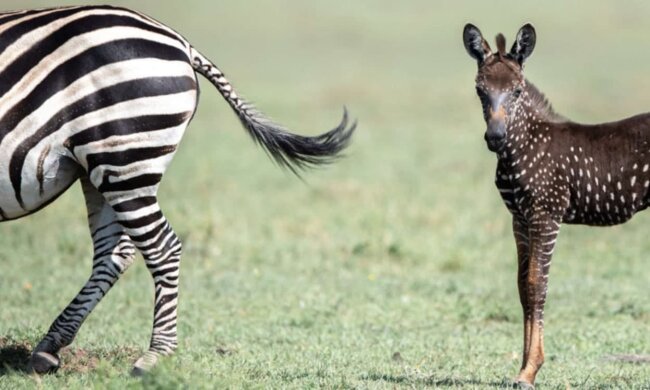 Фото: facebook.com/thewildestafrica