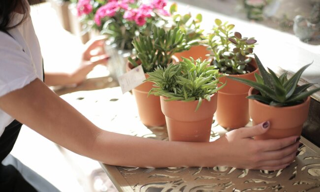 Кімнатні рослини, фото: ukr.media