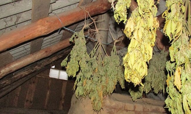 У сельчан на Черниговщине нашли 10 мешков конопли и оружие (фото)