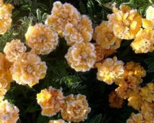 Замість бабиного літа прийшла в Україну зима