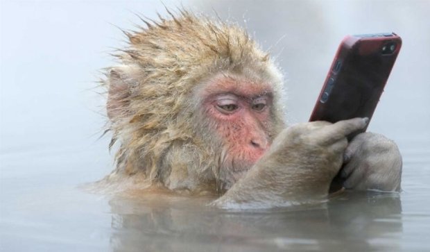 Мавпа вкрала телефон і обміняла його на їжу (відео)
