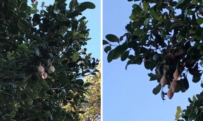 Инопланетные коконы вместо груш над головой: женщина увидела странные плоды и стала ждать НЛО