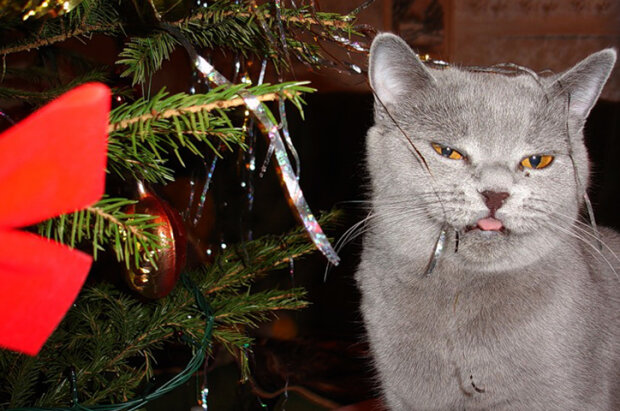 Кот и новогодний дождик, фото из свободных источников