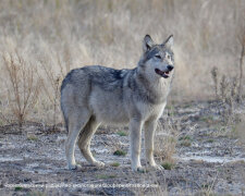 Волк, facebook.com/zapovidnyk2018