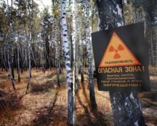 Чорнобильські ліси вирубуватимуть на продаж