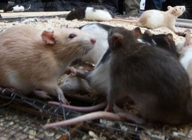 Нью-Йоркская крысы переносят бубонную чуму