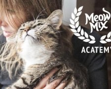 Котяча кінопремія переплюнула "Оскар" (відео)