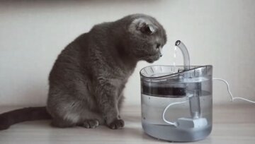 Фонтан для кота: фото скрин Ютуб