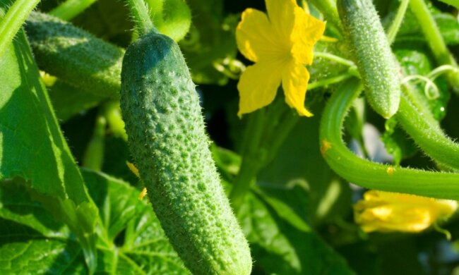 Вирощування огірків, фото: growhow.in.ua