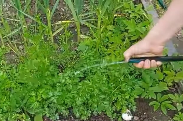 Полив огорода, кадр из видео