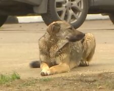 Четвероногие вандалы оставили Днепр без молодых деревьев