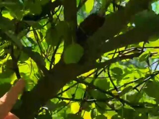 Граната в гілках дерев. Фото: скриншот Telegram