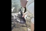 Акула в Одесі, скріншот: Youtube
