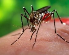 5 советов, которые избавят от комариных укусов