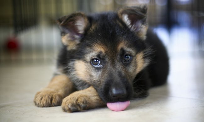 Полицейские приютили милого щенка. Он быстро стал звездой Интернета, пользователи Тwitter вместе выбирали ему имя