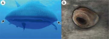 китовая акула, фото IFL Science