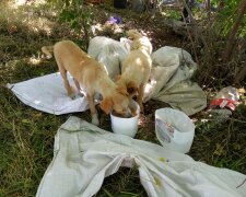 В Днепре двоих малышей завернули в мешок и выкинули на произвол судьбы — горожане молят о помощи