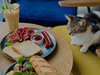 Котокафе Miau Grau в Варшаве закрывается после 7 лет работы