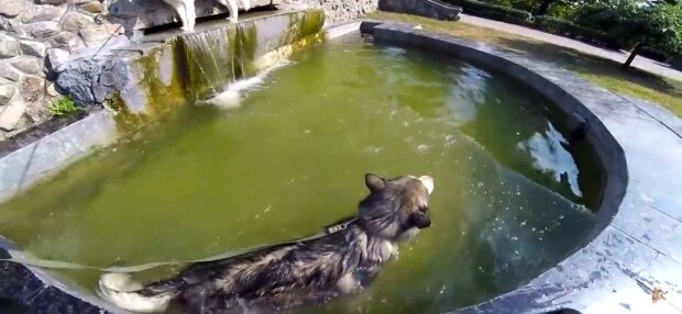 В Запорожье пес охлаждался в фонтане и застрял, жалобный лай услышали копы