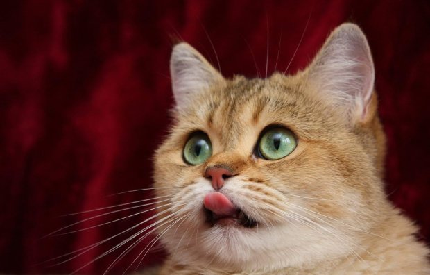 Лучшие мемы на 24 мая: покойная кошка Grumpy Cat и остроумный адвокат мечты