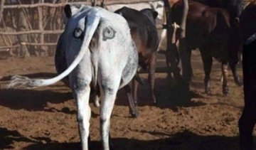 "Очі" на стегнах рятують життя коровам